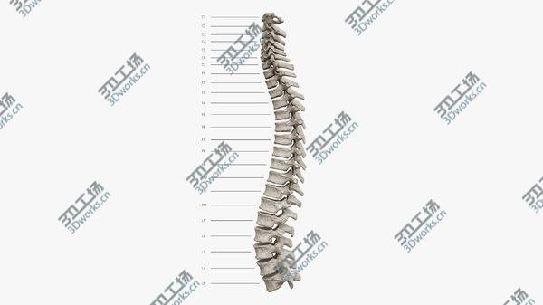images/goods_img/20210312/Spine Rigged 3D model/2.jpg